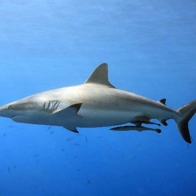 Coral Coast Divers Scuba Diving Pacific Harbour, Fiji