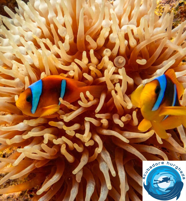 scubadore hurghada Scuba Diving Hurghada, Egypt