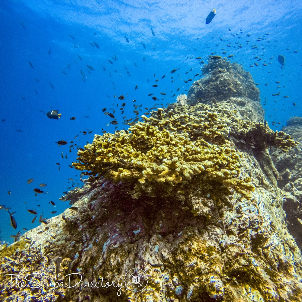 Costa Rica Divers | Snorkeling & Scuba Diving Scuba Diving Uvita, Costa Rica