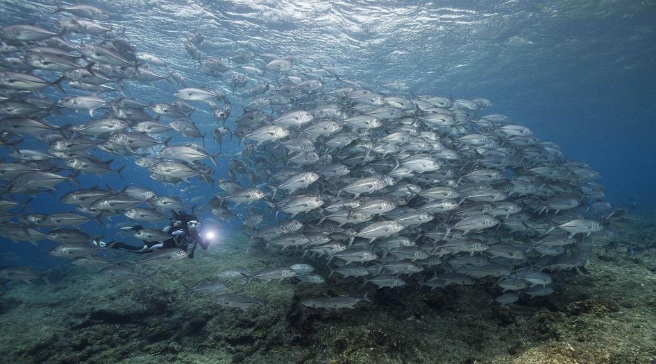 Bilikiki Cruises Scuba Diving Honiara, Solomon Islands