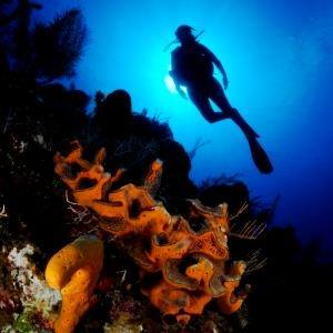 Cubadivingnow Scuba Diving Havana, Cuba