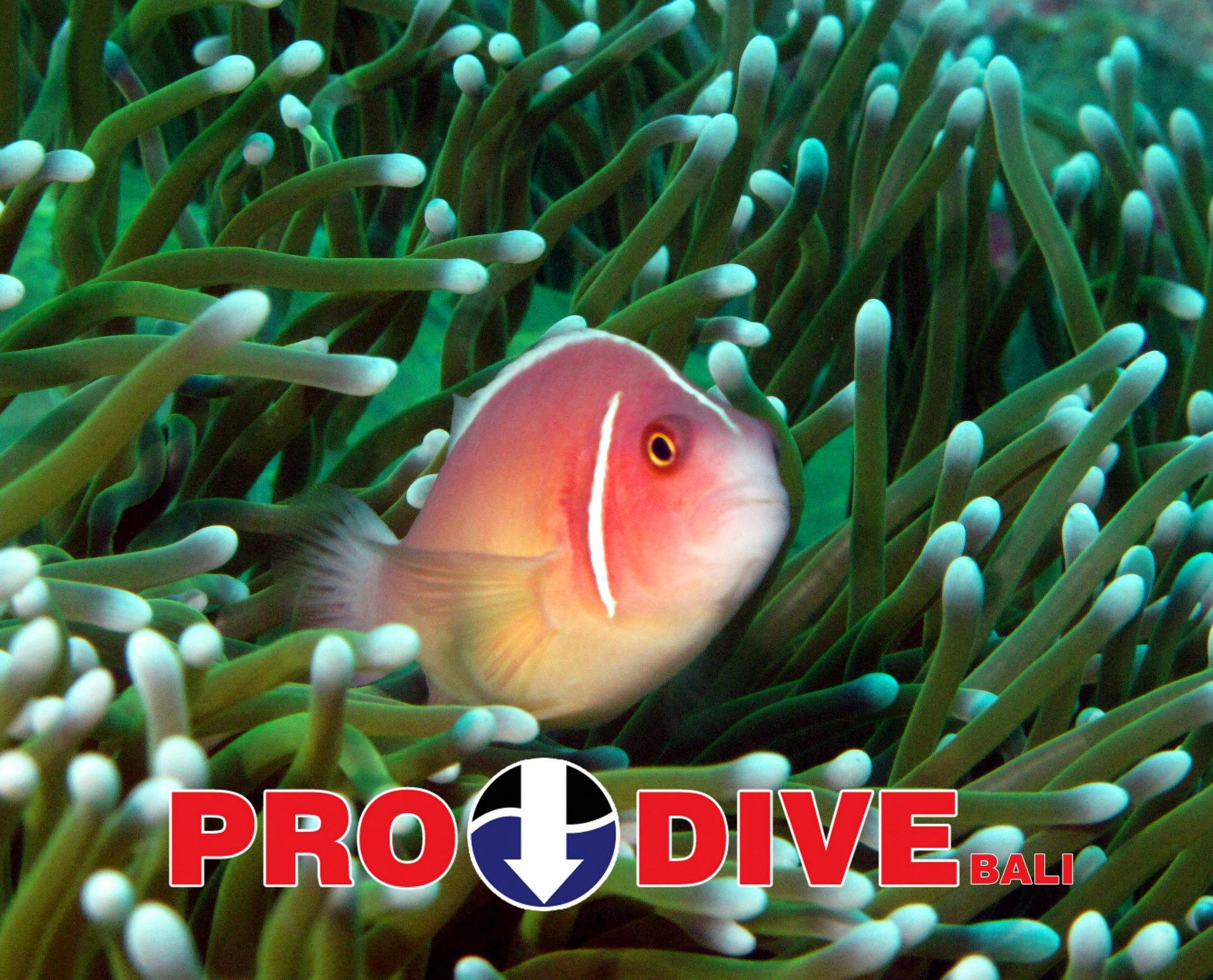 Pro Dive Bali Scuba Diving Bali, Indonesia
