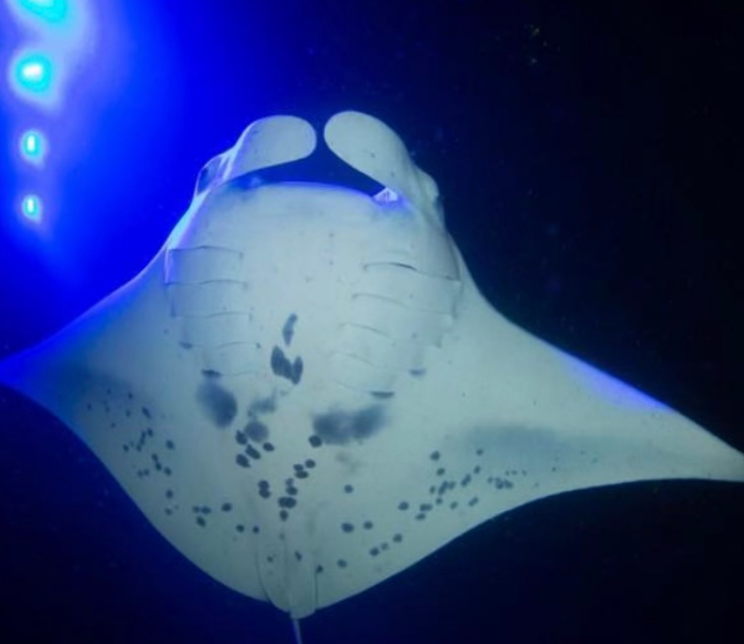 My Kona Adventures Scuba Diving Hawaii (Big Island), United States