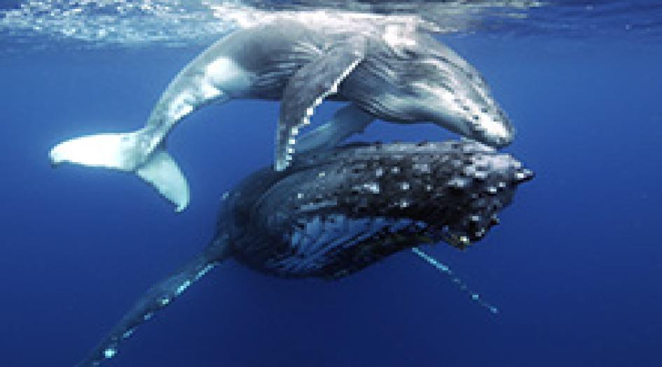 Humpback Dive Shack Scuba Diving Grand Turk, Turks and Caicos Islands