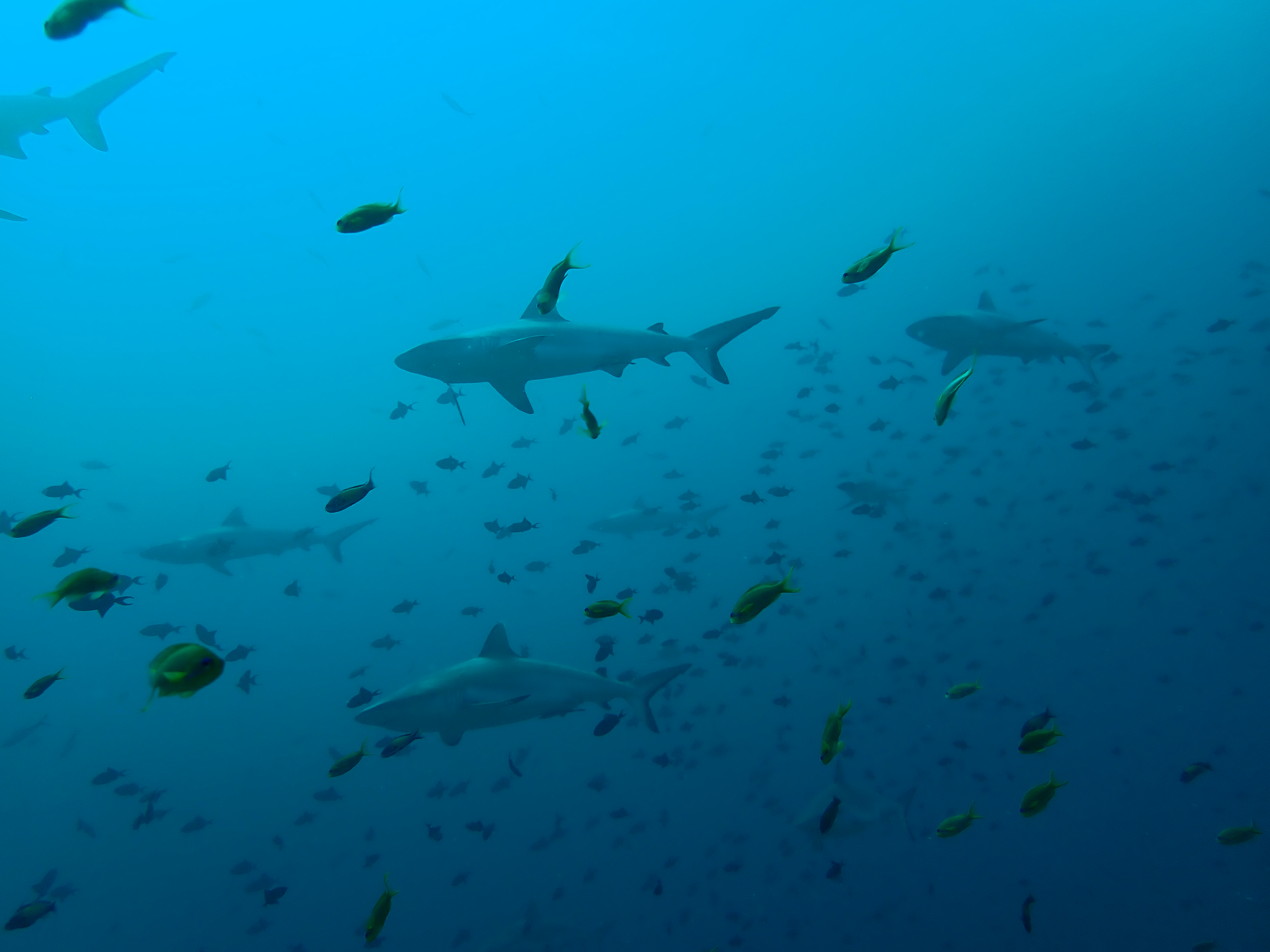 Acqua Adventures Rasdhoo Scuba Diving Rasdhoo, Maldives