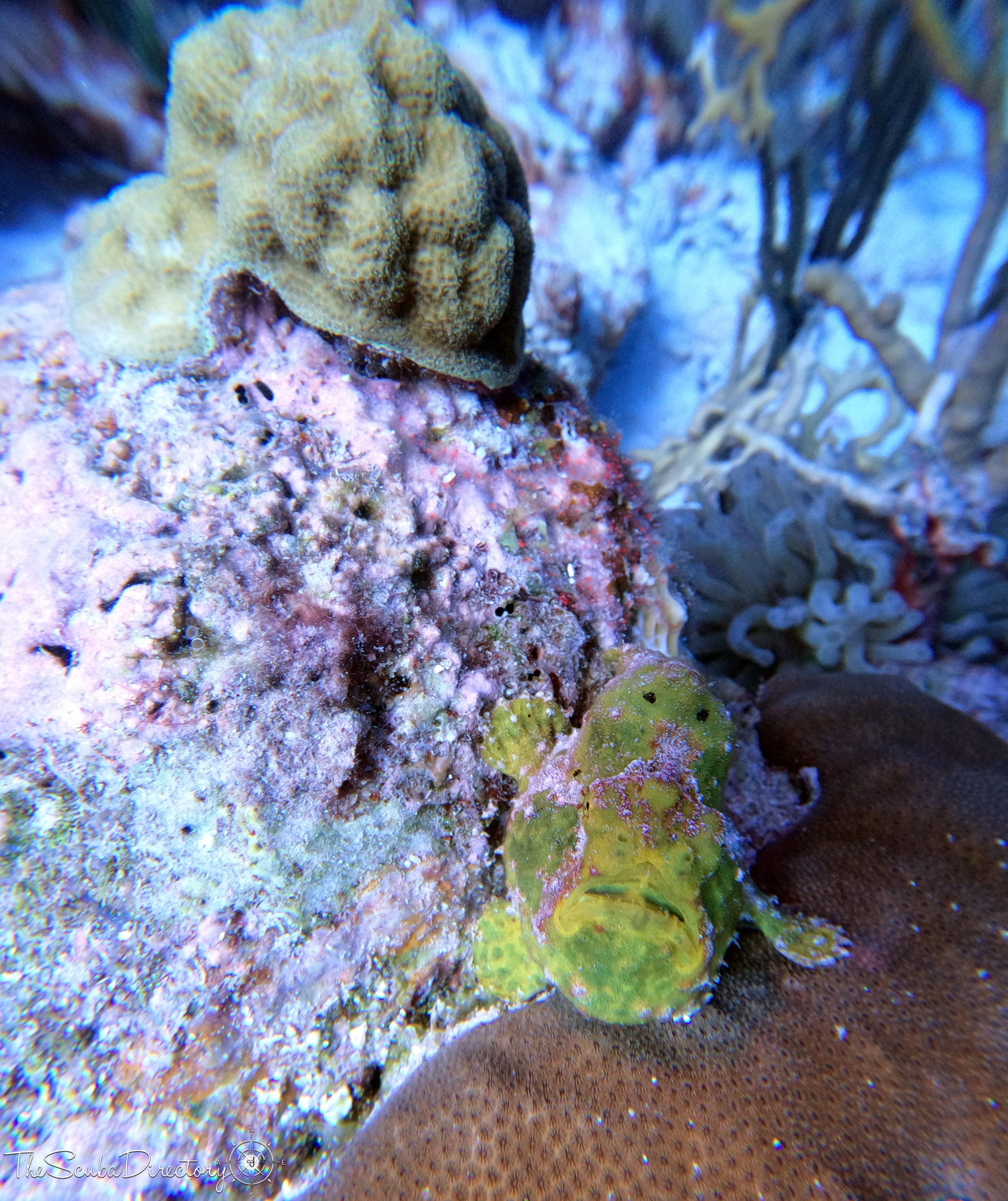 Chogogo, Bonaire Dive Site