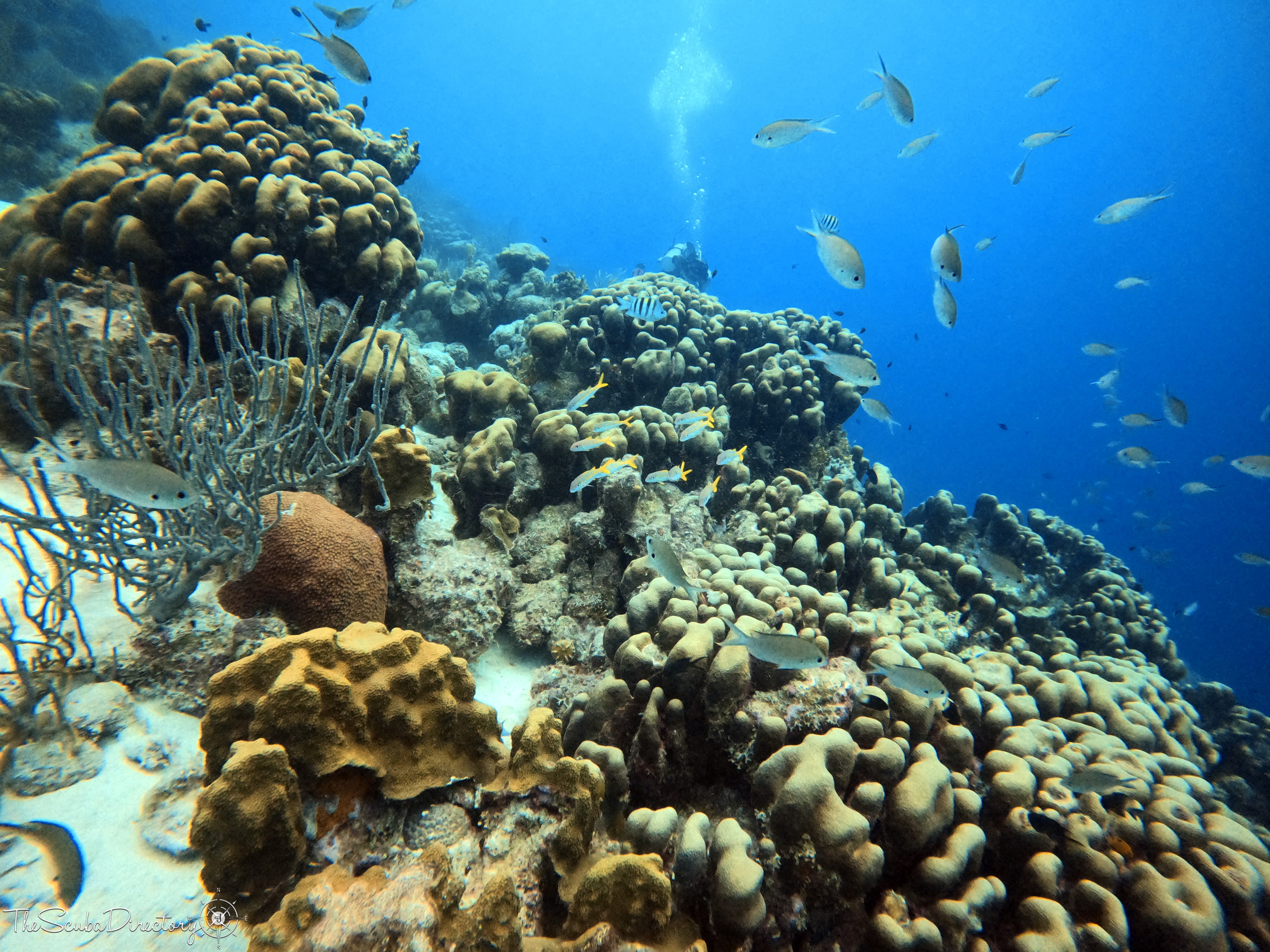 Weber's Joy, Bonaire Dive Site