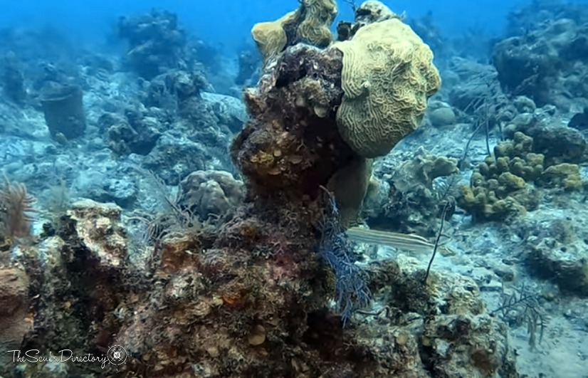 Shark Hotel , Providenciales Dive Site
