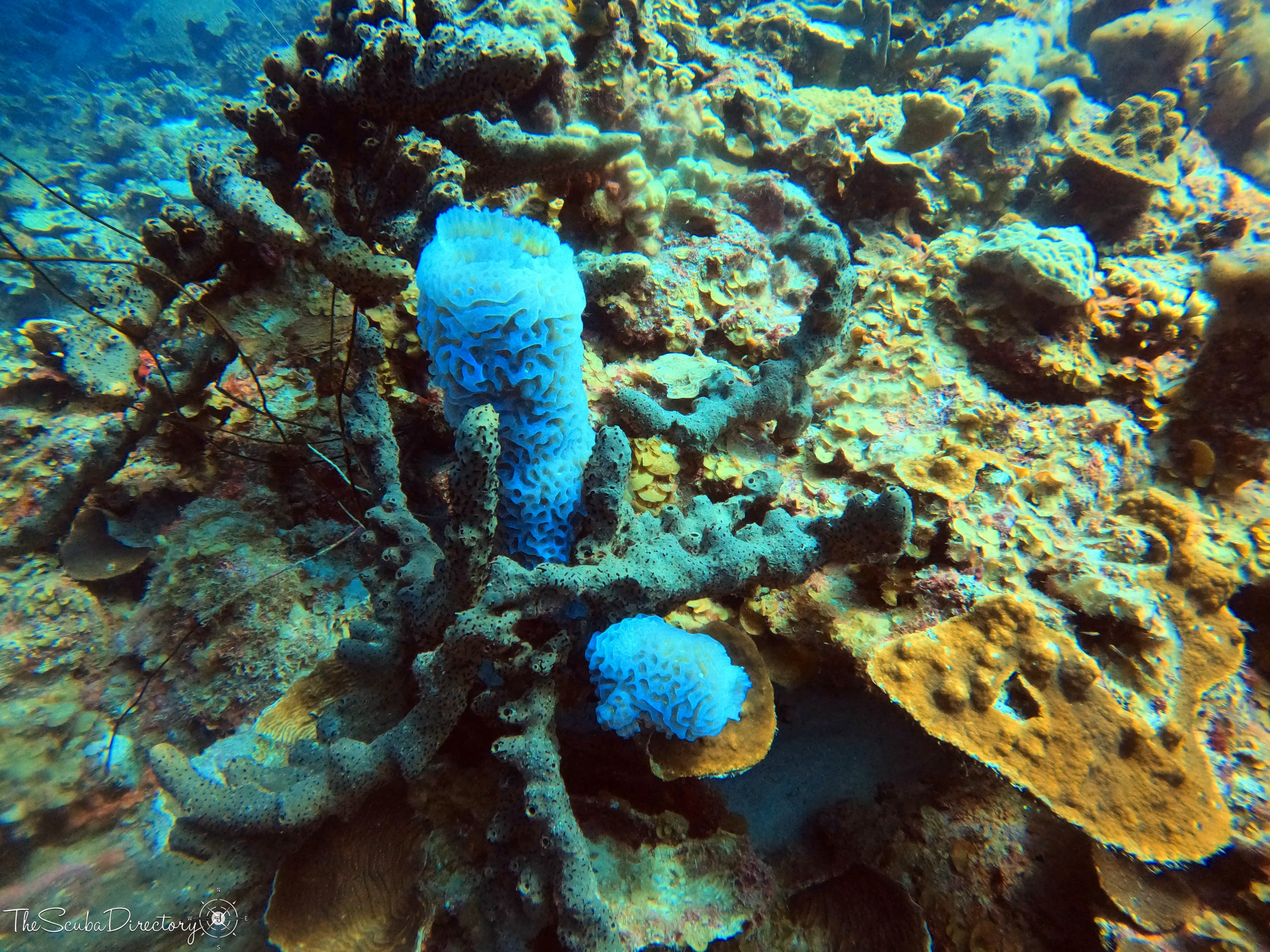 Ol' Blue, Bonaire Dive Site