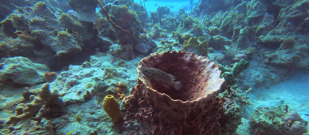 The Caves, Negril Dive Site