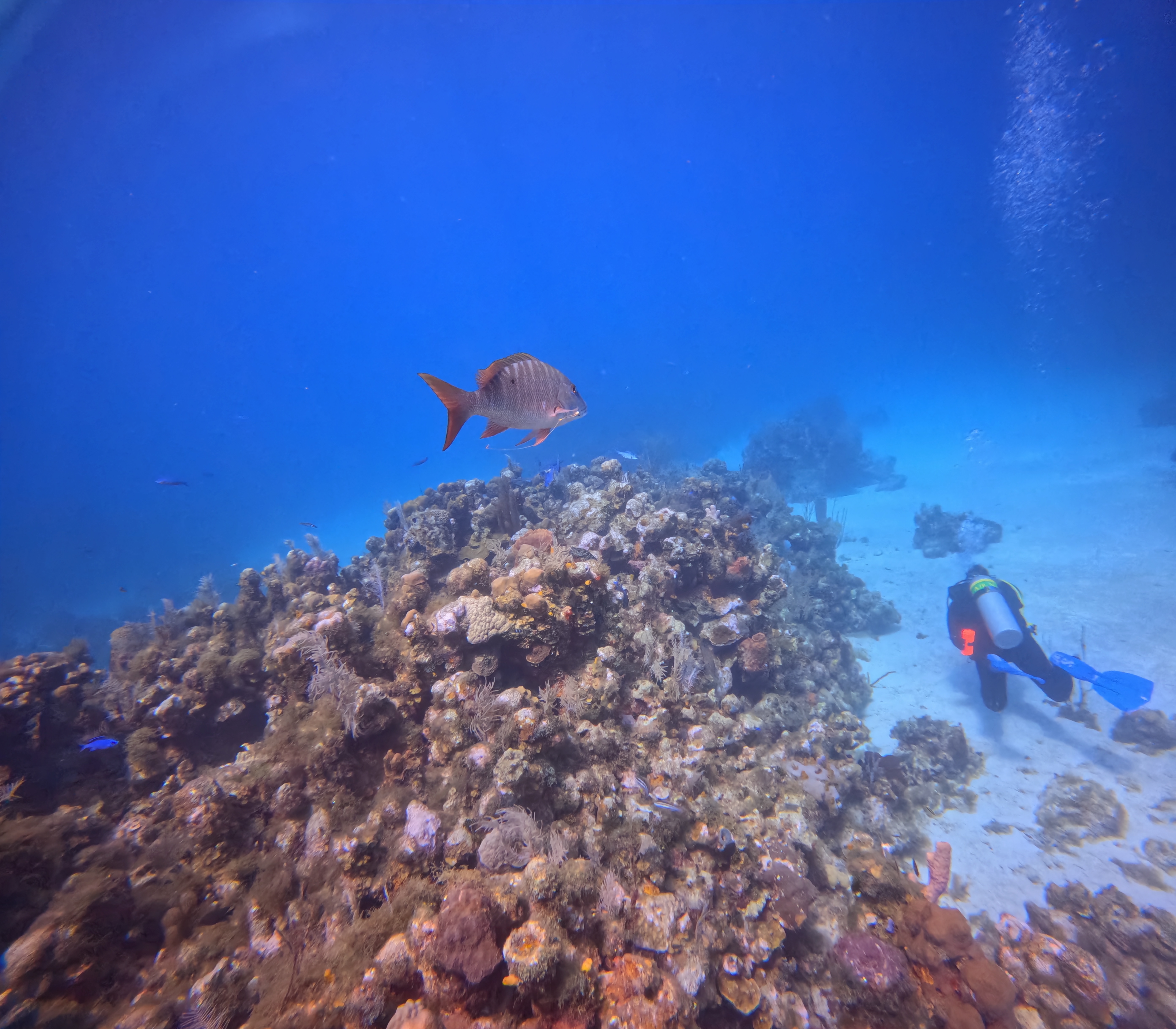Kabs Zen Garden, Roatan Dive Site