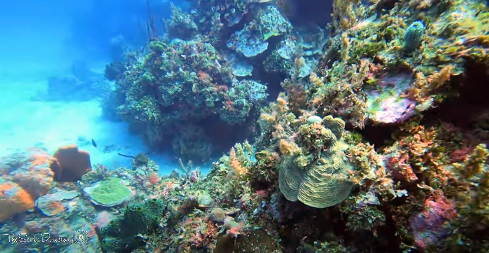 The Throne Room, Negril Dive Site