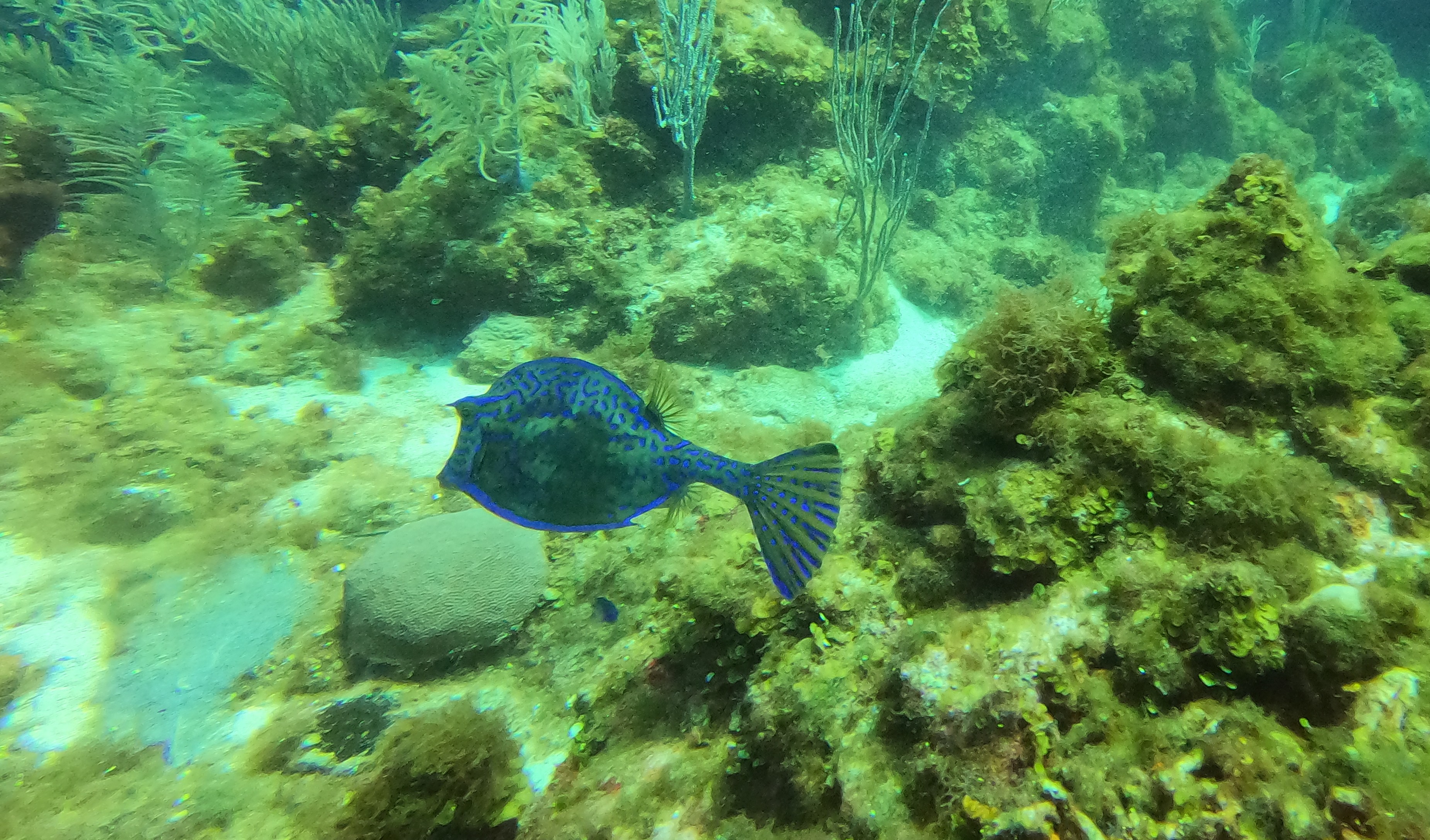 Canyon Reef, Roatan Dive Site
