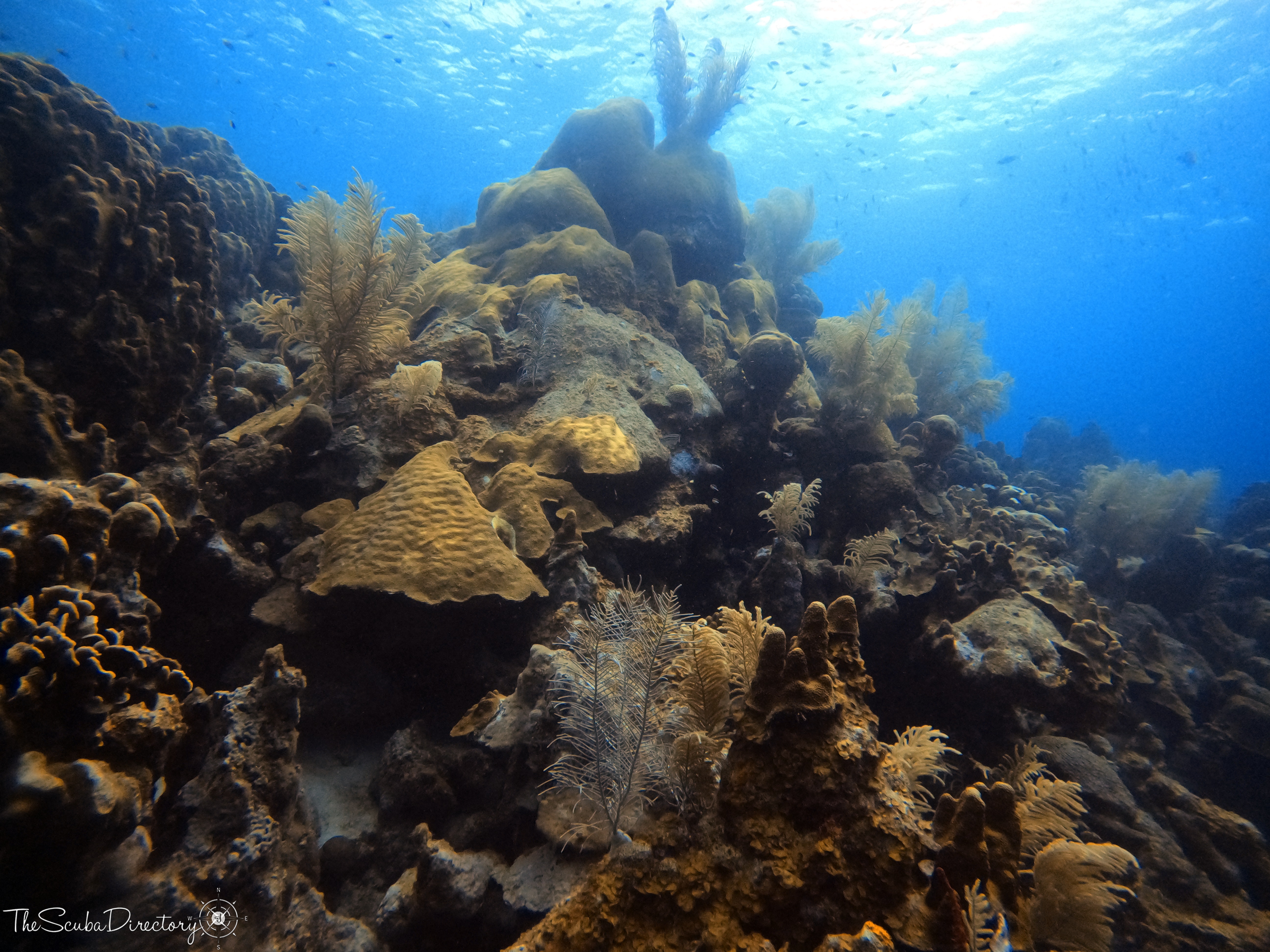 Candyland, Bonaire Dive Site