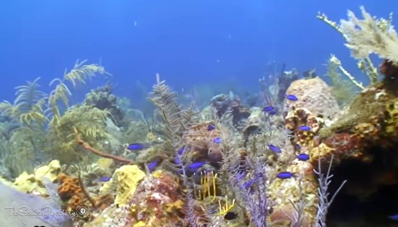 G Spot , French Cay Dive Site