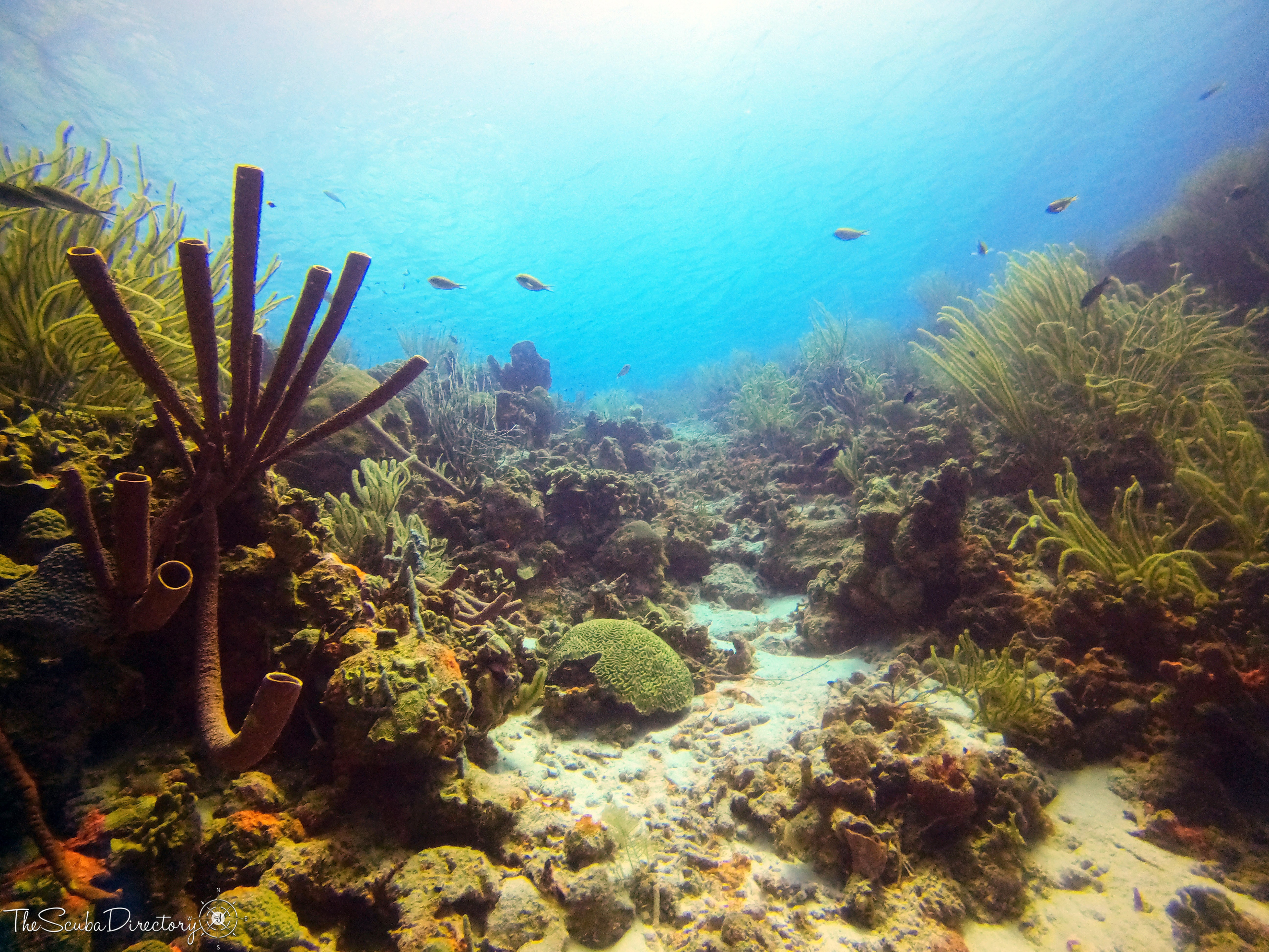 Margate Bay, Bonaire Dive Site