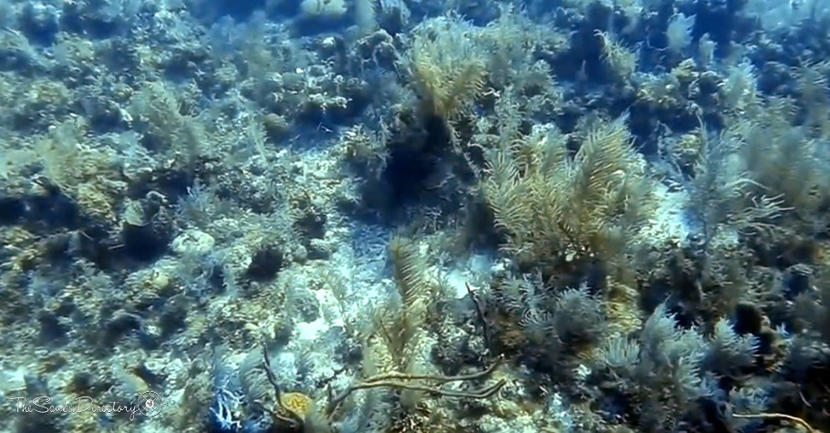 Double D , French Cay Dive Site