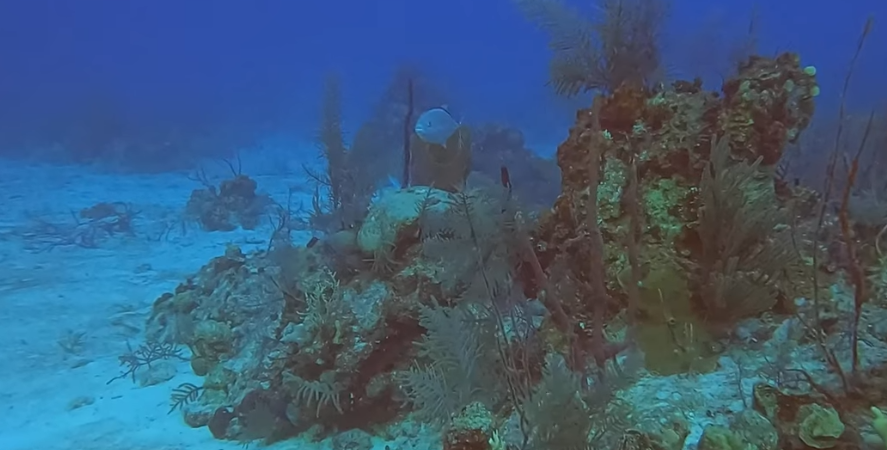 Magic Mushroom , West Caicos Dive Site