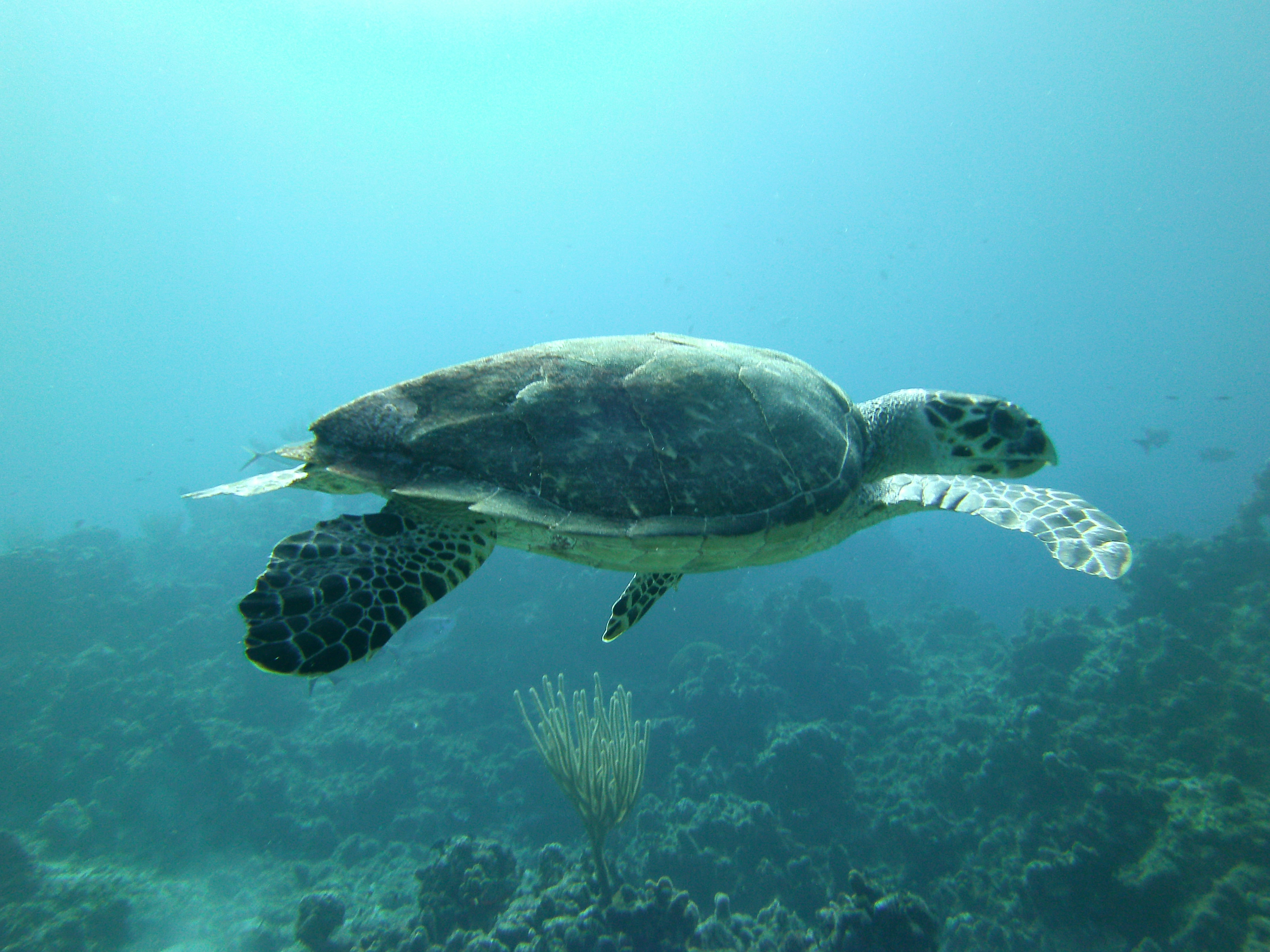 Arashi Reef, Aruba Dive Site