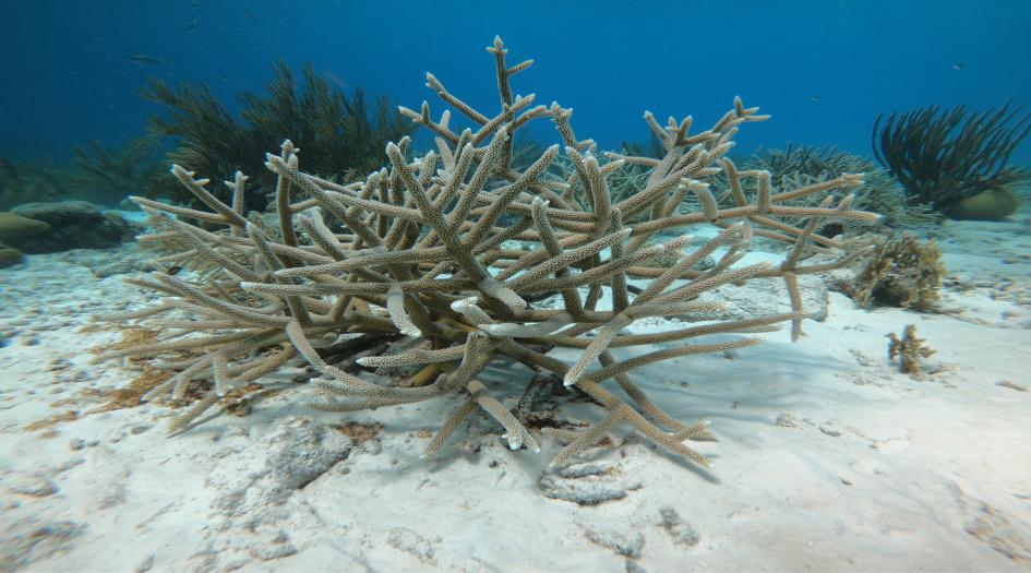 Inbetween, Bonaire Dive Site