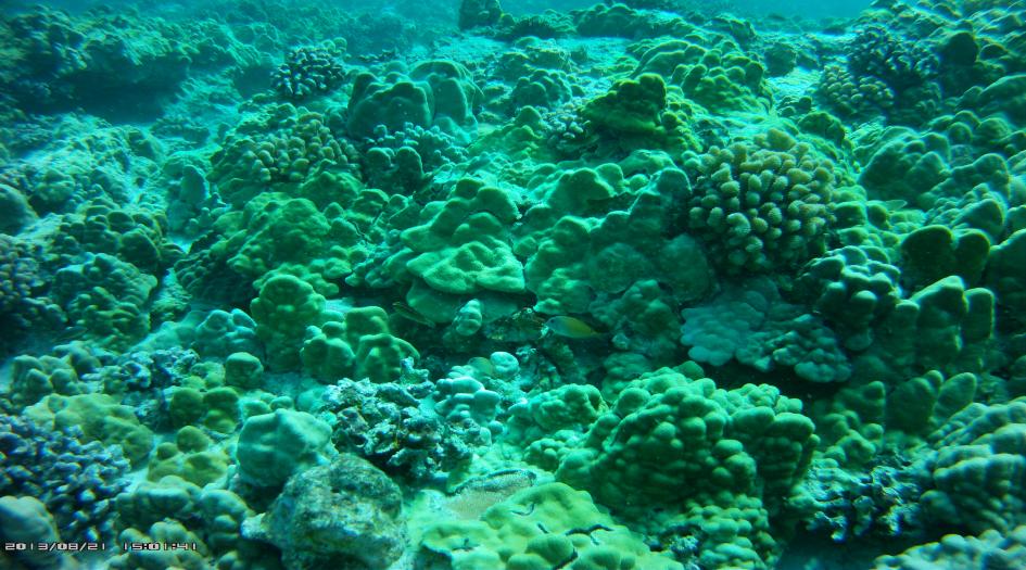 Mile 4 Marker, Hawaii (Big Island) Dive Site