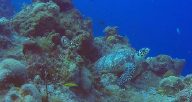 Amphitheater, Grand Turk Dive Site