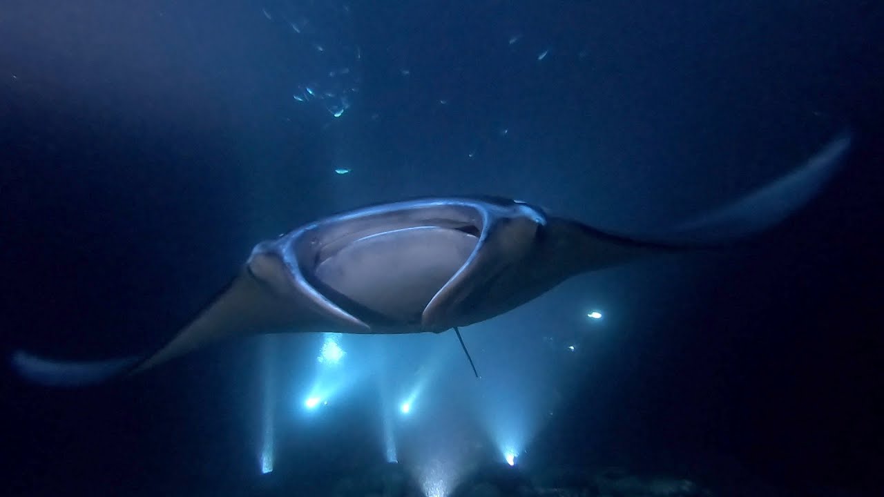 Manta Ray Night Dive (Garden Eel Cove), Hawaii (Big Island) Dive Site
