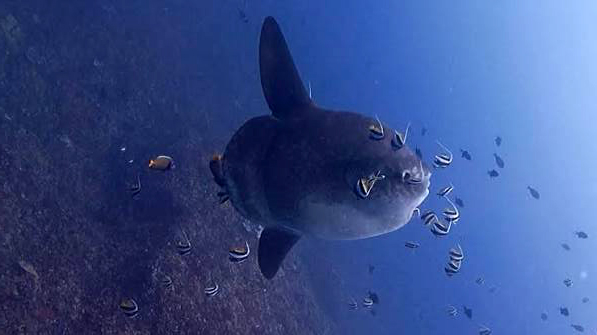 Crystal Bay, Bali Dive Site