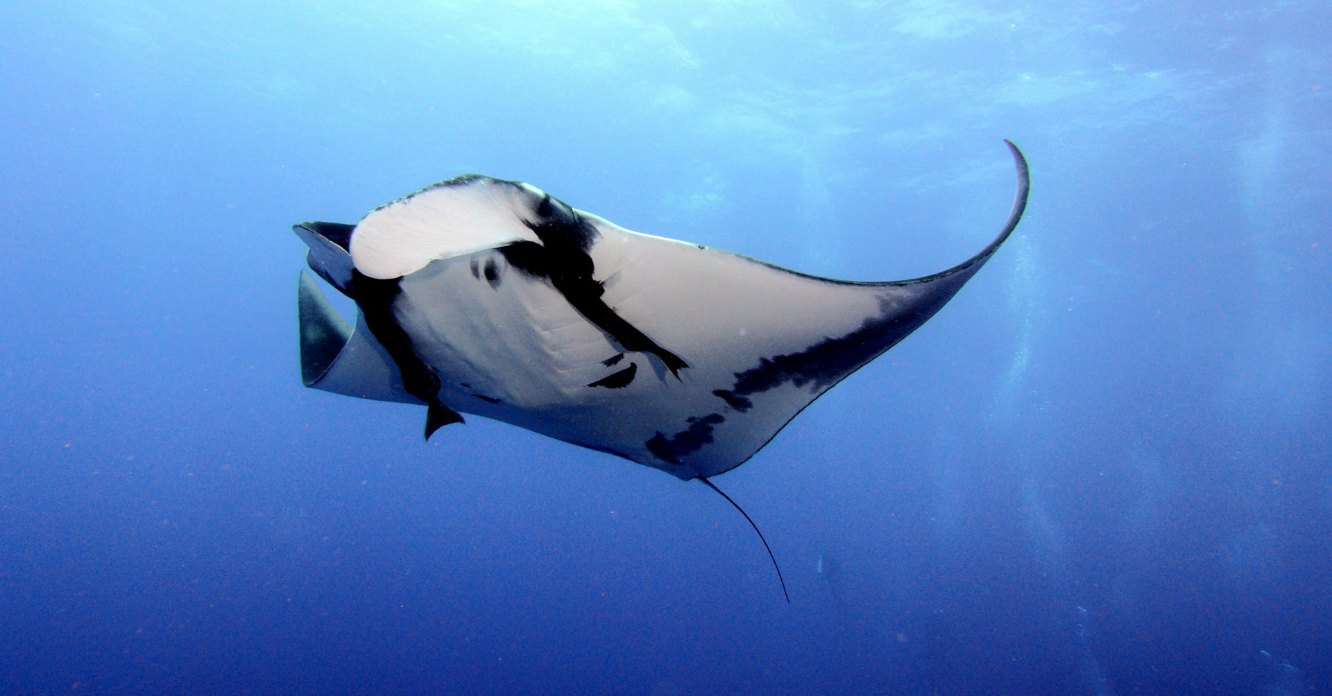 10 Best Dive Sites in Bali