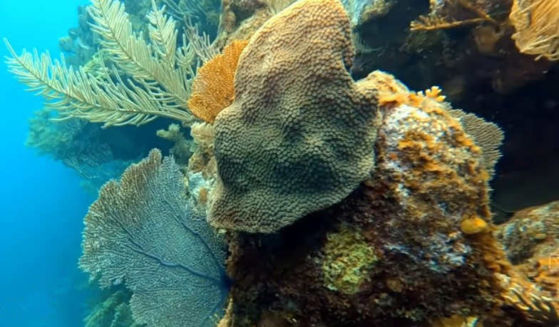 Belize reef diving