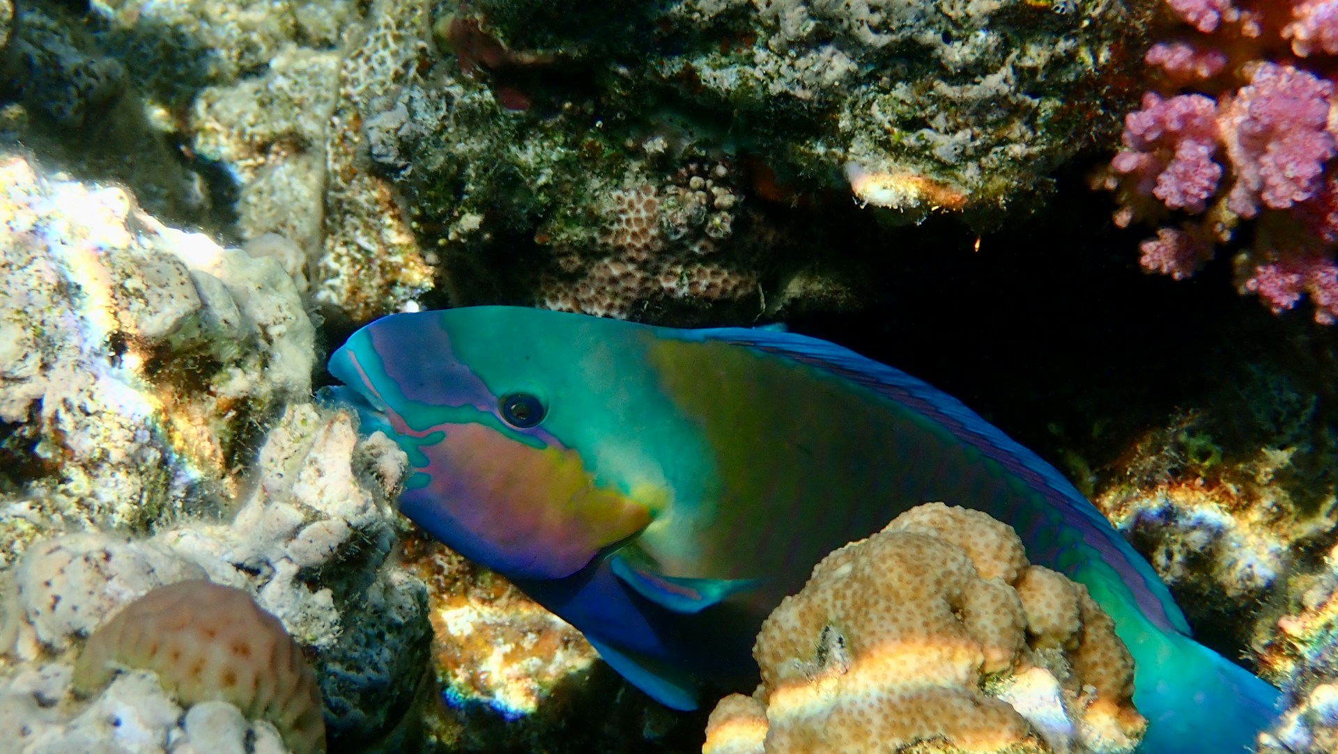 Diving in Guanaja, Honduras