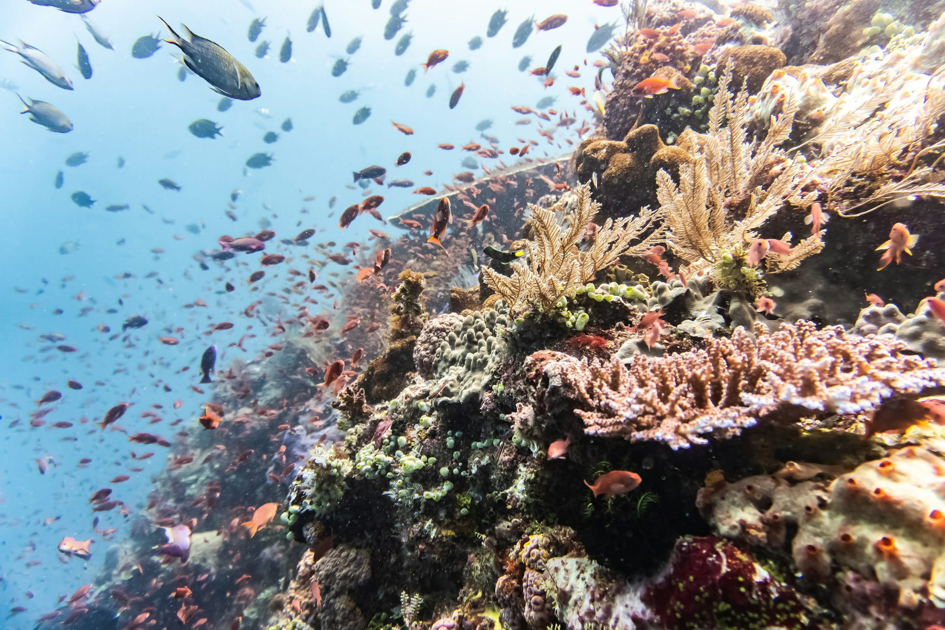 Coral reef diving in Komodo