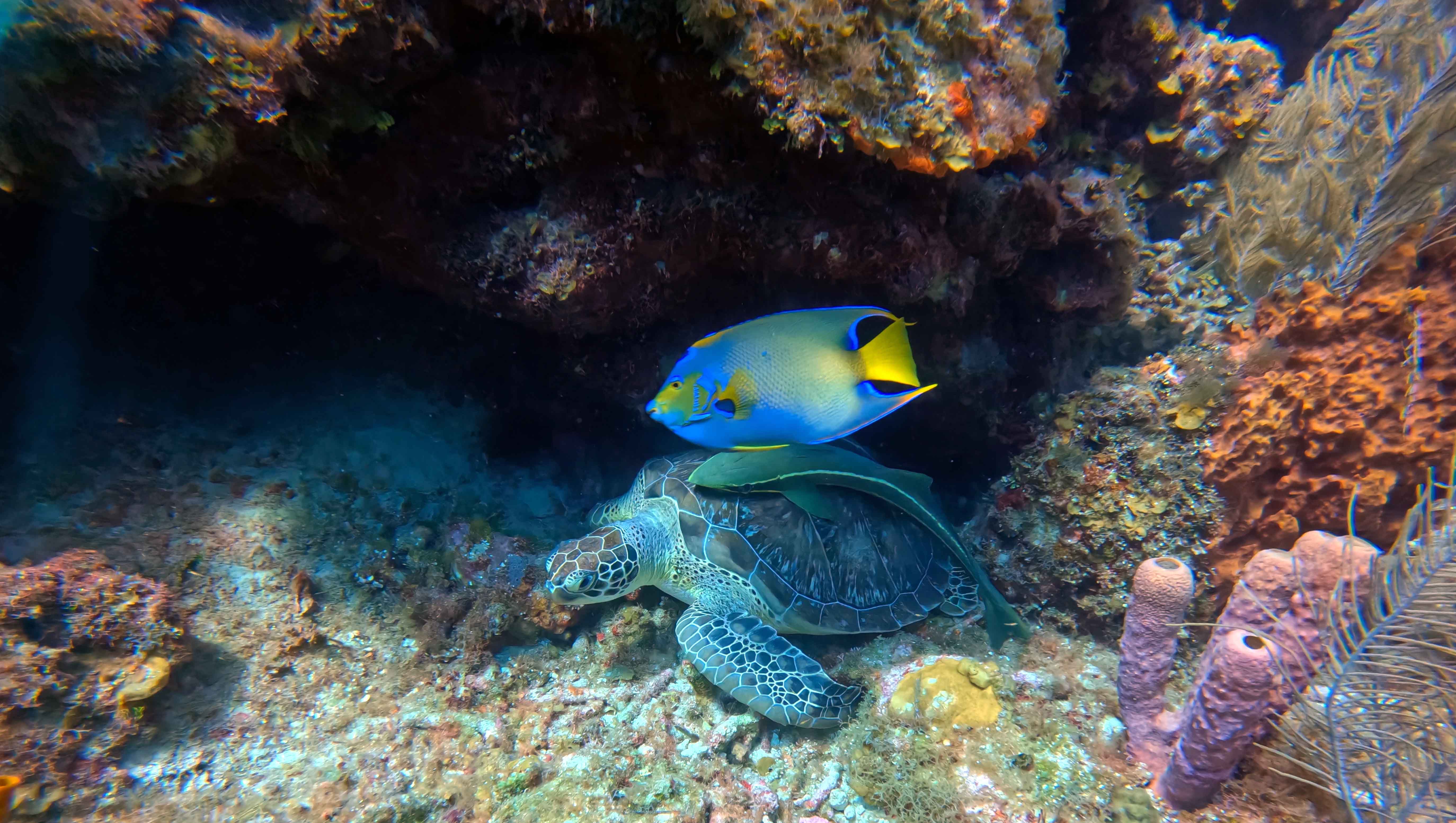 Scuba diving in Roatan