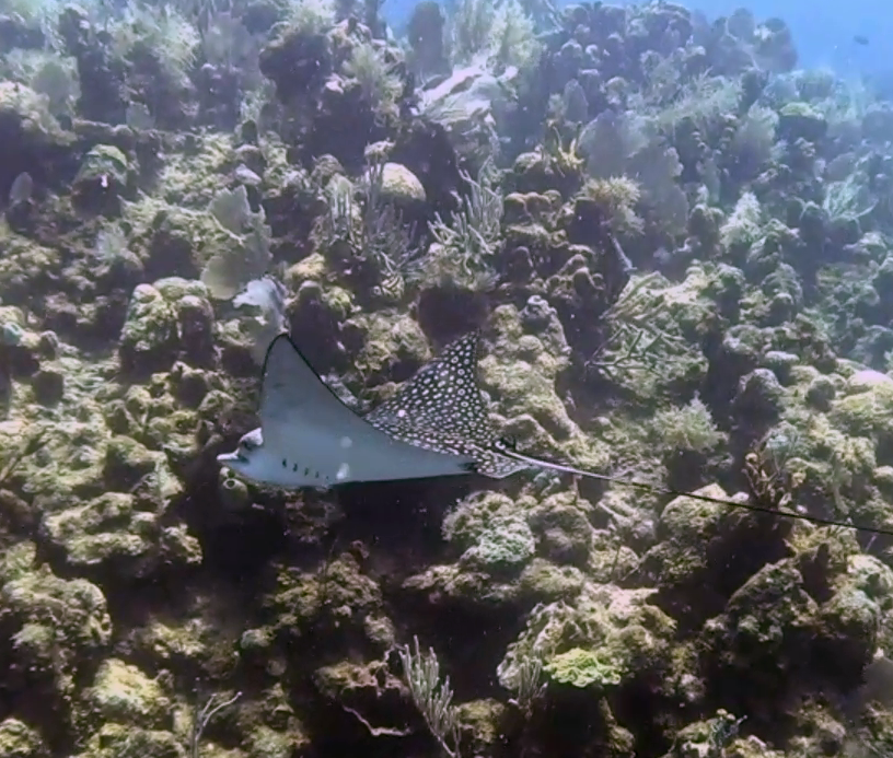 Marine life in Roatan
