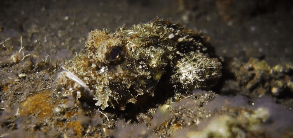 Muck diving in Bali