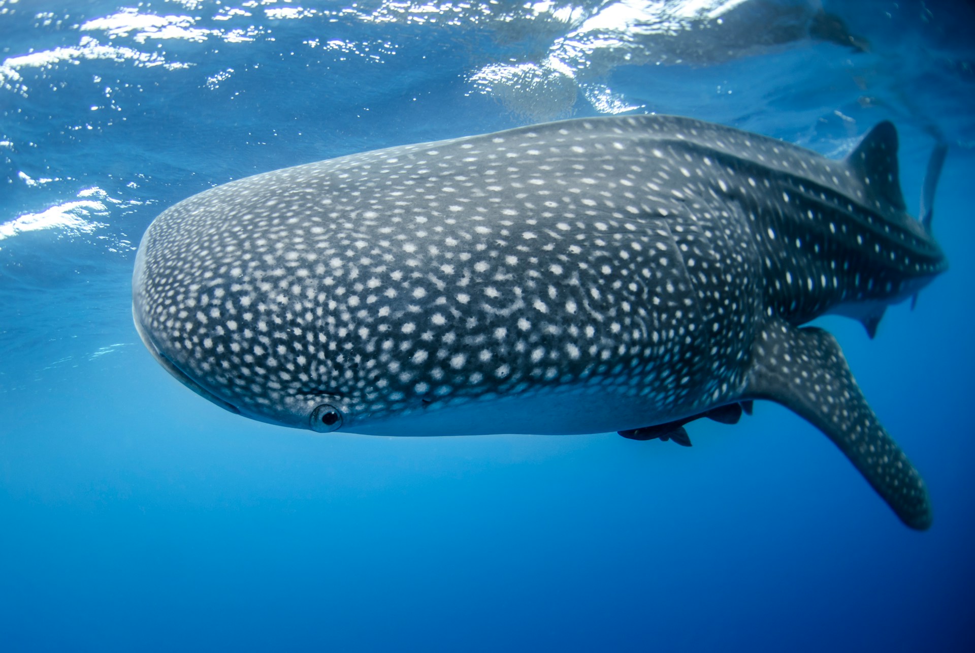 5 Best Dive Sites in Utila