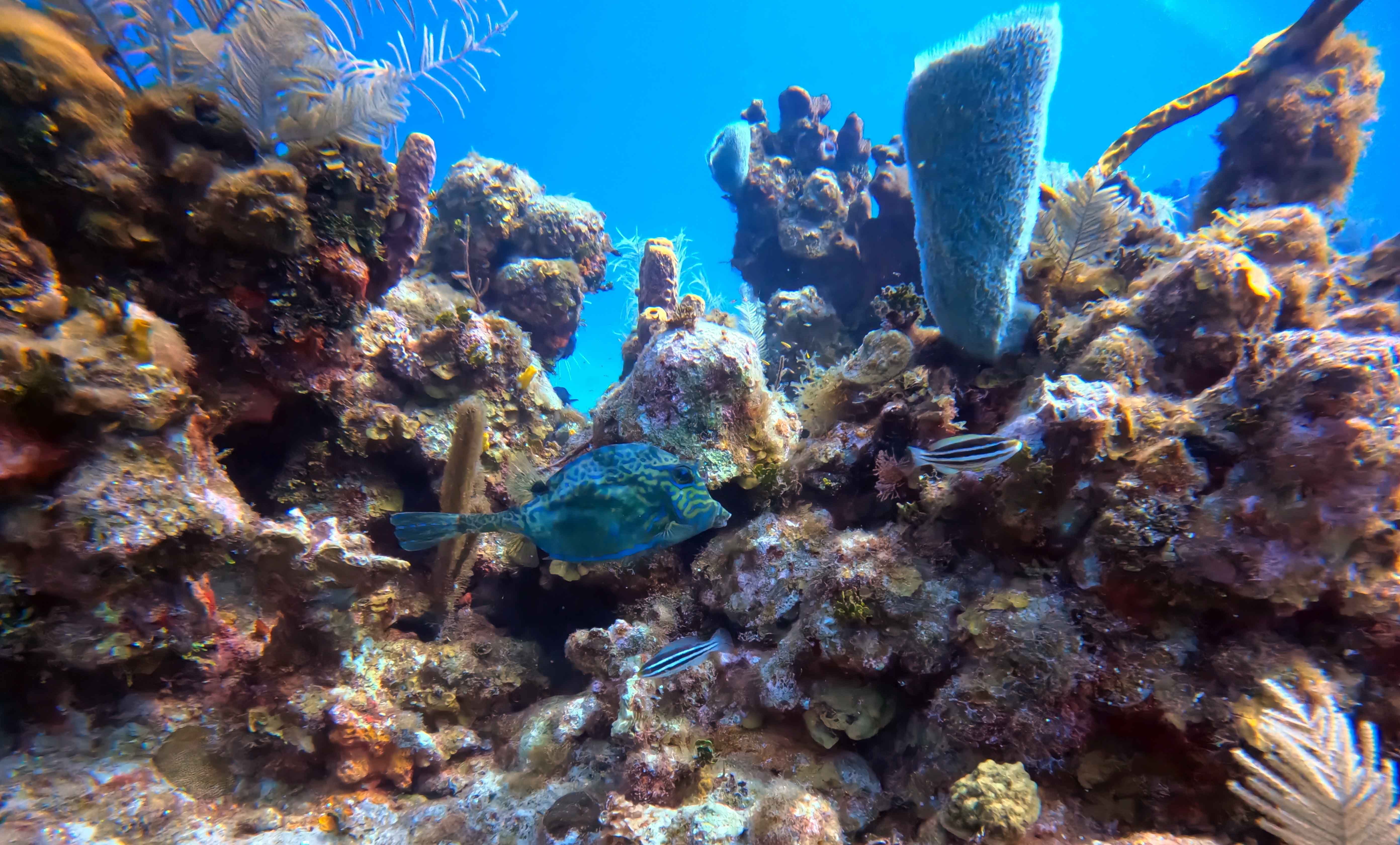 Scuba diving in Utila