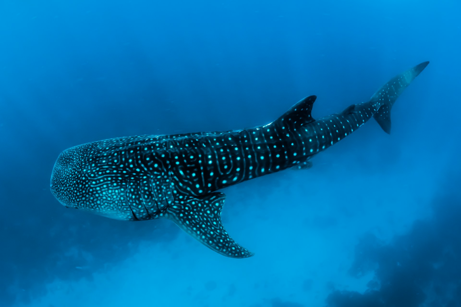 Marine life in Utila