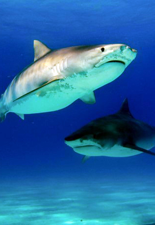 Monthly Newsletter- The Scuba Directory